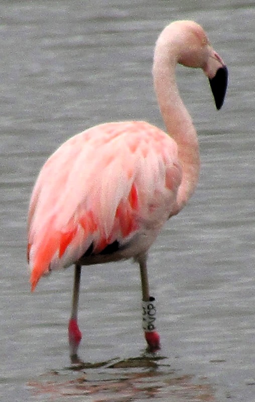 00 flamenco anillado1