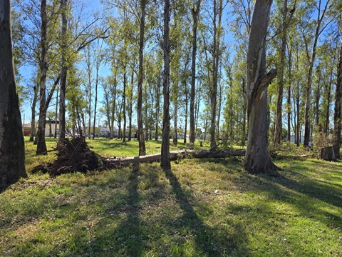 1a Arboles caminador