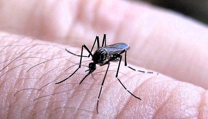 1a mosquito dengue