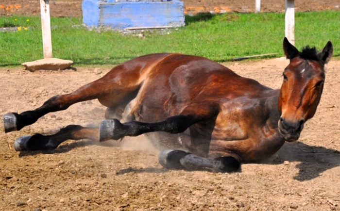 Encefalomielitis equina