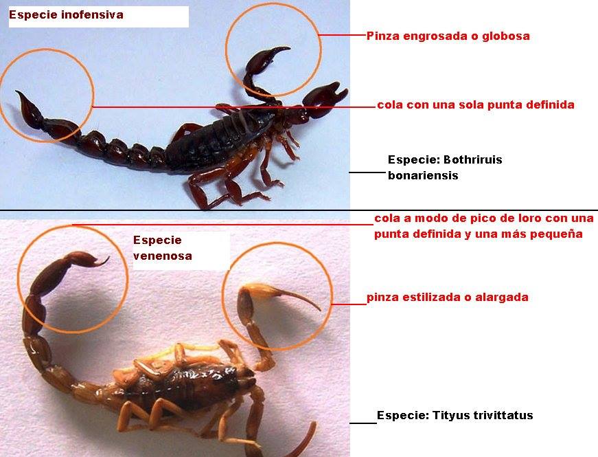 alacranes 00