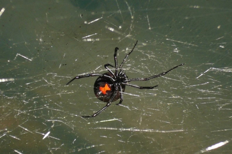 arania Viuda Negra 990x660 1