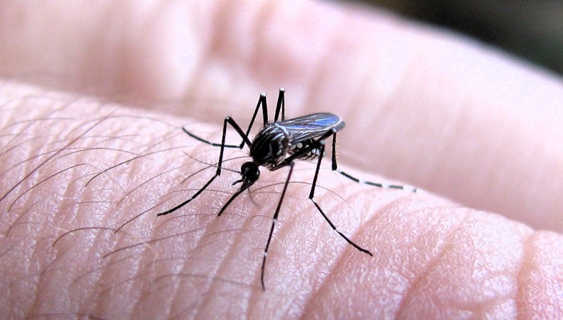 dengue mosquito