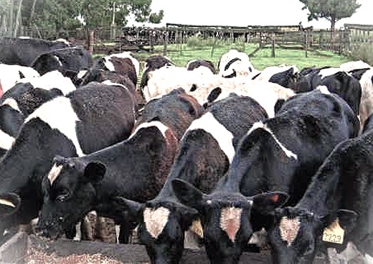 vacas lecheras ucacha